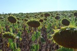 Sunflowers::Fields of dried-up sunflowers bask along the winding highways of Madrid, Spain. Photo by Rosario Serna.