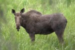 ::With their acute hearing, moose can hear even the sneakiest photographers hiding in the bushes of Alaska. Photo by Nick Paris.
