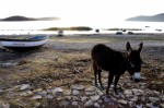 ::Estrella del Lago. Isla del Sol, Bolivia. Photo by Rosanna Van Straten.