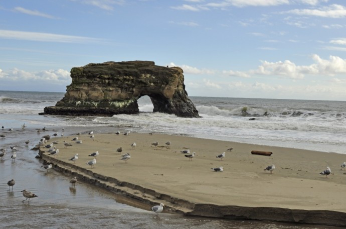 WebNaturalBridges